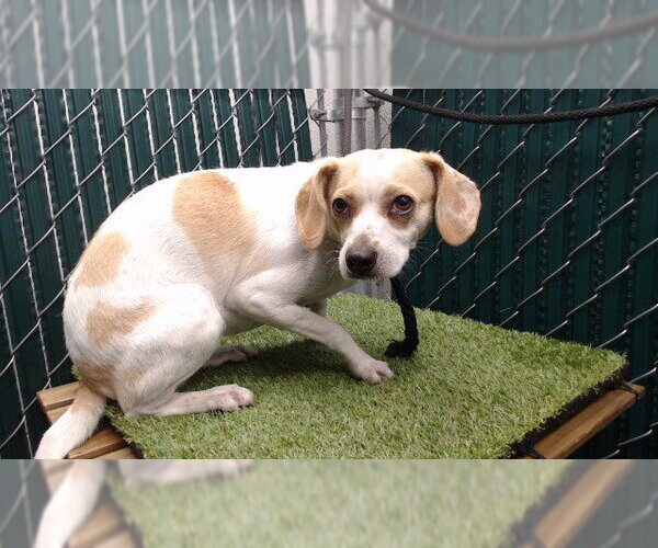 Medium Photo #1 Cheagle Puppy For Sale in Downey, CA, USA
