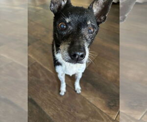 Douglas - Male Chihuahua-Unknown Mix Dog for Adoption - Photo #2