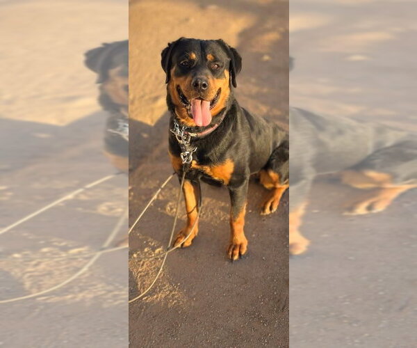 Medium Photo #8 Rottweiler Puppy For Sale in Gilbert, AZ, USA