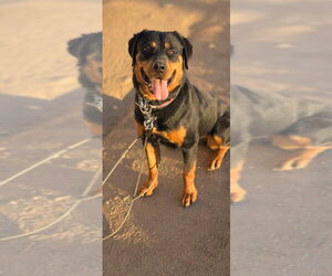 Sasha - Female Rottweiler Dog for Adoption - Photo #8