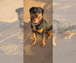 Small Photo #8 Rottweiler Puppy For Sale in Gilbert, AZ, USA