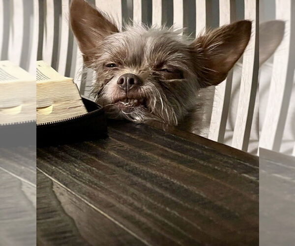 Medium Photo #3 ShiChi Puppy For Sale in Mooresville, NC, USA