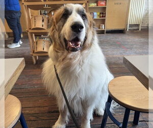 Donny **Courtesy Post - Male Great Pyrenees-Unknown Mix Dog for Adoption - Photo #2