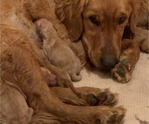 Mother of the Golden Retriever puppies born on 12/24/2019