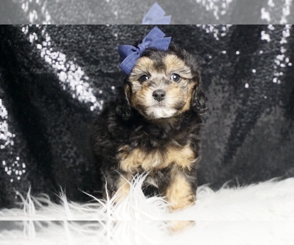 Medium Photo #103 Poodle (Toy) Puppy For Sale in WARSAW, IN, USA