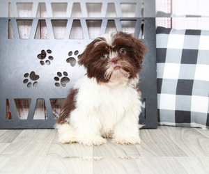 Shih Tzu Puppy for sale in MARIETTA, GA, USA
