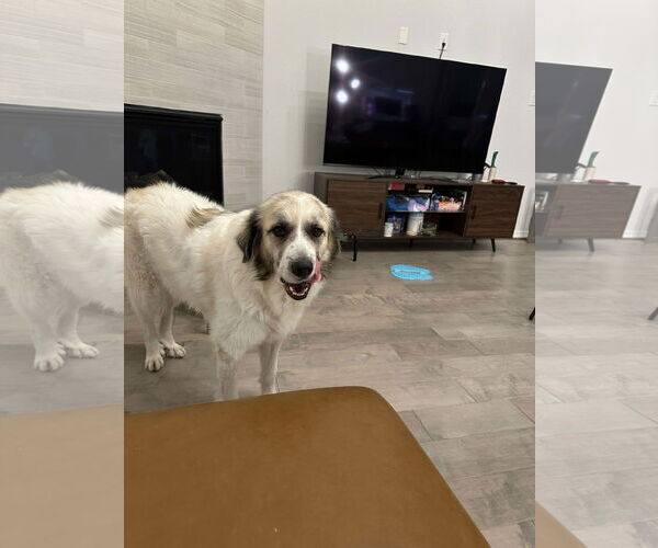 Medium Photo #2 Anatolian Pyrenees Puppy For Sale in Houston, TX, USA