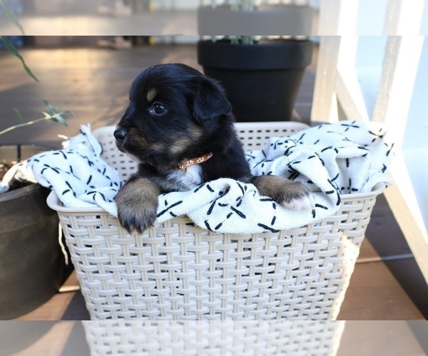Medium Photo #2 Miniature Australian Shepherd Puppy For Sale in DAWSON, GA, USA