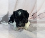Oreo - Female Bernedoodle (Miniature) Puppy for Sale - Photo #7