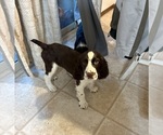 Puppy Brownie English Springer Spaniel