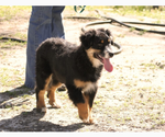 Small #2 Australian Shepherd