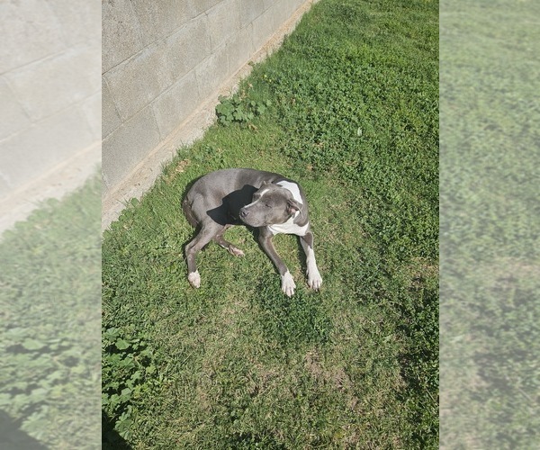 Medium Photo #1 American Pit Bull Terrier Puppy For Sale in BAKERSFIELD, CA, USA