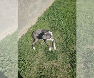 Mother of the American Pit Bull Terrier puppies born on 03/30/2026