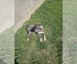 Small Photo #1 American Pit Bull Terrier Puppy For Sale in BAKERSFIELD, CA, USA