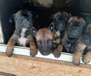 Belgian Malinois Puppy for sale in OXNARD, CA, USA