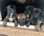 Small Belgian Malinois