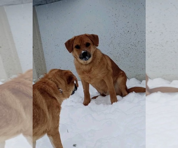 Medium Photo #2 German Shepherd Dog-Jack Russell Terrier Mix Puppy For Sale in Aurora, IN, USA