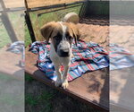 Small Anatolian Shepherd-Labrador Retriever Mix