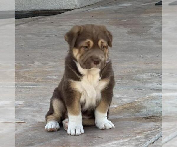 Medium Photo #1 Labrador Retriever-Unknown Mix Puppy For Sale in San Diego, CA, USA