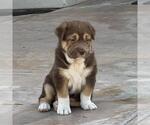 Small Labrador Retriever Mix