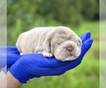 Puppy Puppy 3 Cocker-Pei