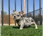 Small #4 French Bulldog