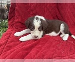 Small Photo #60 Borador Puppy For Sale in MARION, VA, USA