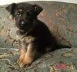 Small Photo #22 German Shepherd Dog Puppy For Sale in COLETA, IL, USA