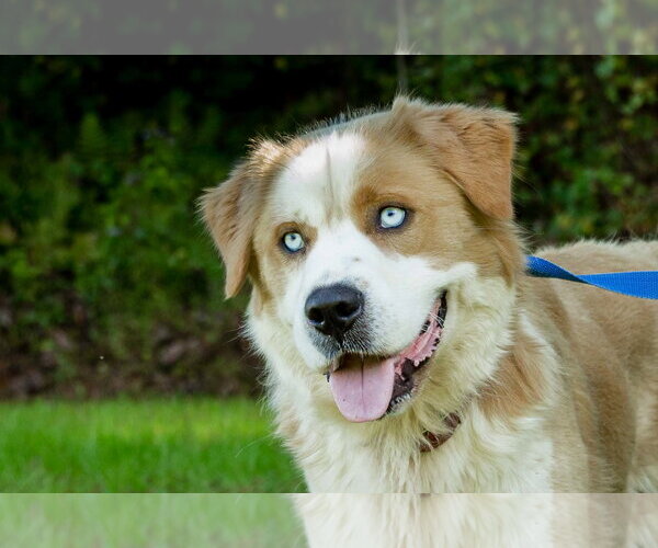 Medium Photo #12 Goberian Puppy For Sale in Murfreesboro, NC, USA