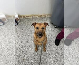 Chihuahua-Eurasier Mix Dogs for adoption in Front Royal, VA, USA