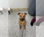 Small Chihuahua-Eurasier Mix
