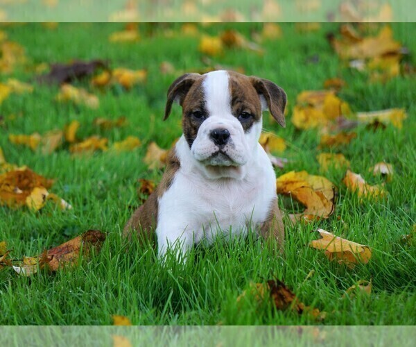 Medium Photo #1 Beabull Puppy For Sale in FREDERICKSBG, OH, USA
