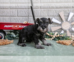 Small #2 Schnauzer (Miniature)