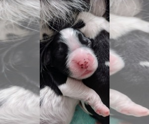 English Springer Spaniel Puppy for sale in NAMPA, ID, USA
