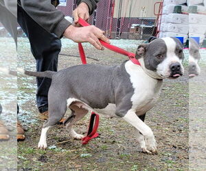 Mutt Dogs for adoption in Rockaway, NJ, USA