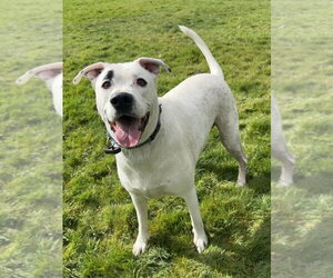 Brian - Male Boxer-Unknown Mix Dog for Adoption - Photo #6