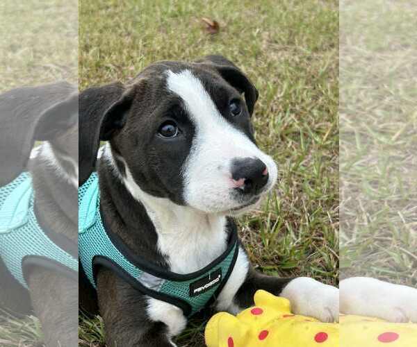 Medium Photo #1 Mutt Puppy For Sale in Tarrytown, GA, USA