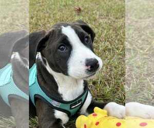 Mutt Dogs for adoption in Tarrytown, GA, USA