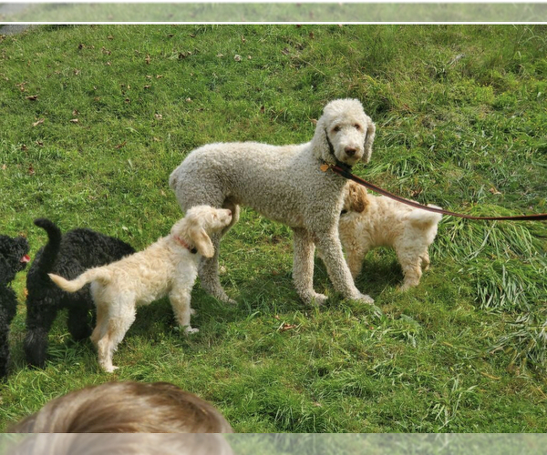 Medium Photo #1 Goldendoodle Puppy For Sale in SEYMOUR, CT, USA