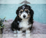 Small Photo #16 Aussiedoodle Miniature  Puppy For Sale in CLARE, MI, USA