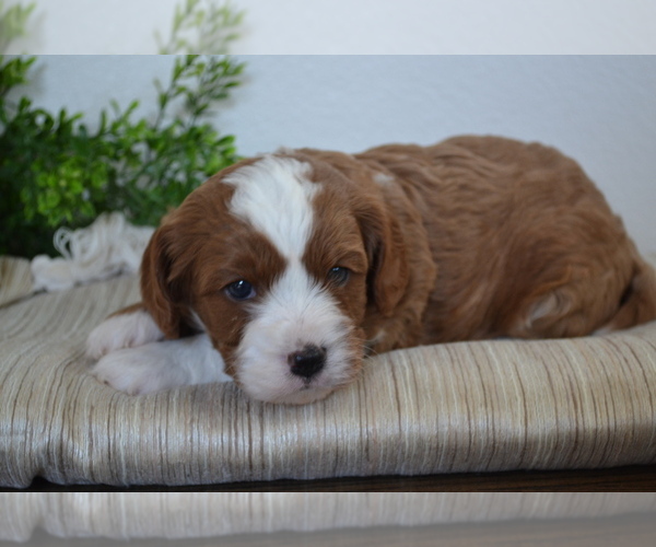 Medium Photo #9 Cavapoo (Toy) Puppy For Sale in GREENWOOD, WI, USA