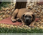 Puppy Puppy 7 Cane Corso