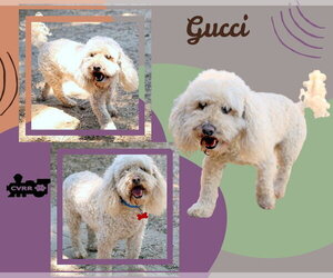 Poochon Dogs for adoption in Lindsay, CA, USA