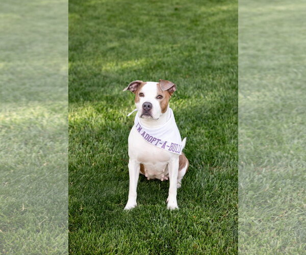 Medium Photo #5 Mutt Puppy For Sale in Crete, IL, USA