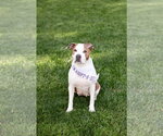 Small #4 Mutt
