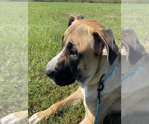 Medium Photo #1 Mastiff Puppy For Sale in Ocala, FL, USA