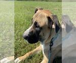 COBBLER - Male Mastiff Dog for Adoption - Small photo