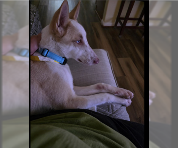 Medium Photo #4 German Shepherd Dog-Unknown Mix Puppy For Sale in Kankakee, IL, USA