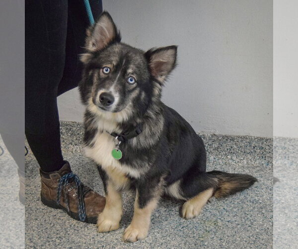 Medium Photo #3 Siberian Husky-Unknown Mix Puppy For Sale in Huntley, IL, USA