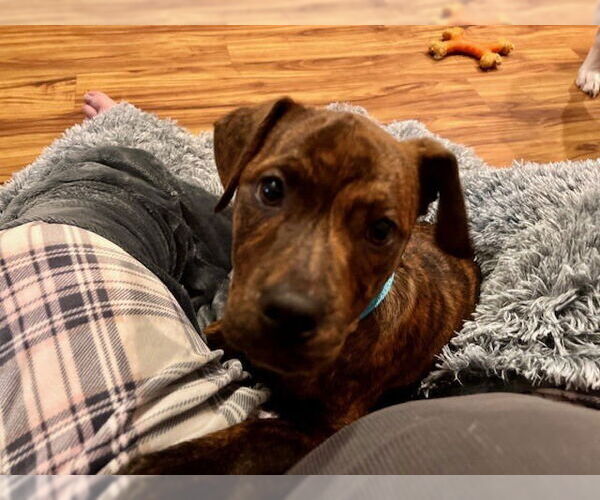 Medium Photo #7 American Staffordshire Terrier-Labrador Retriever Mix Puppy For Sale in Brewster, NY, USA